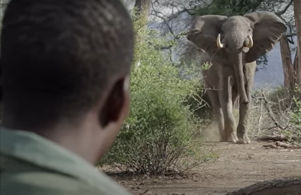 Let Africans Decide: the importance of rights in ensuring species conservation.