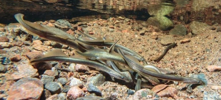 Lamprey swimming