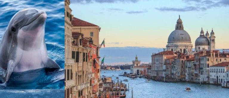 Close up of a dolphin, and a view of venice.
