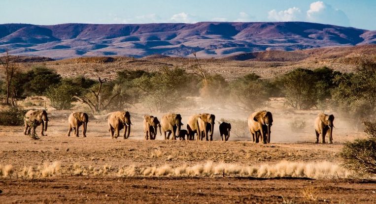 A herd of elephants.