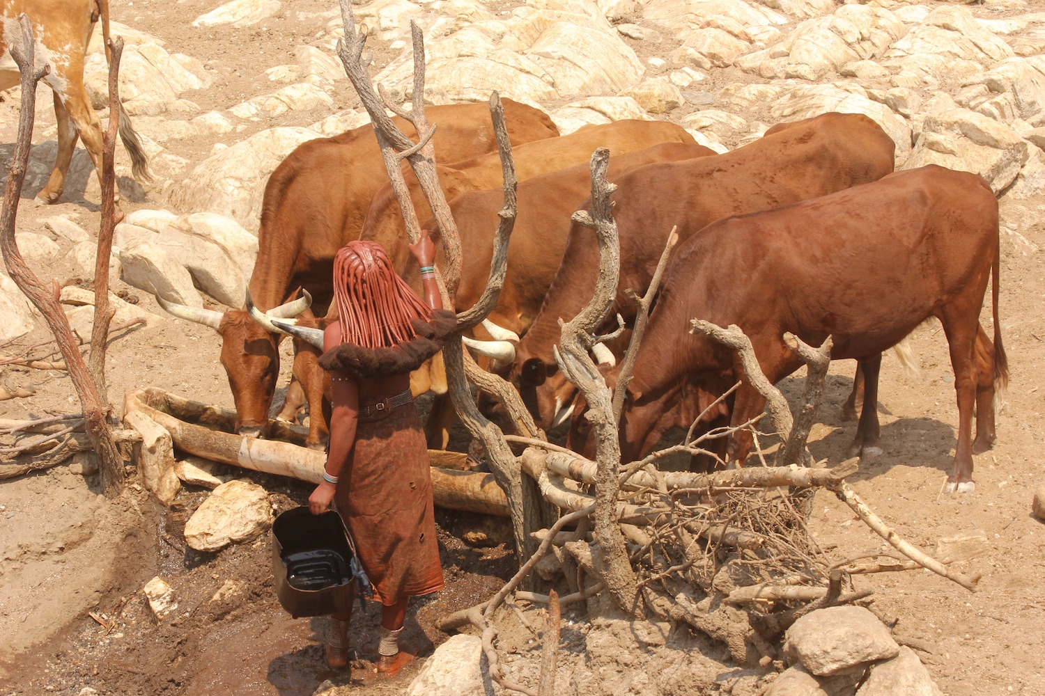 A Himba woman and some cattle.