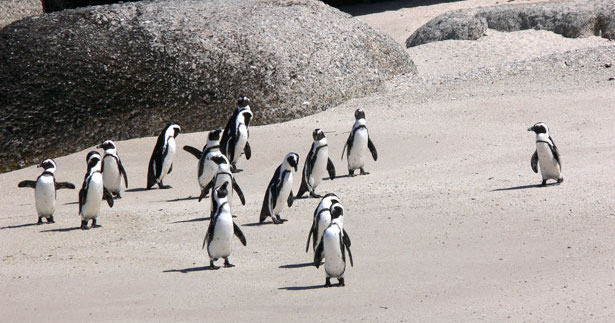 Penguins on a beach.