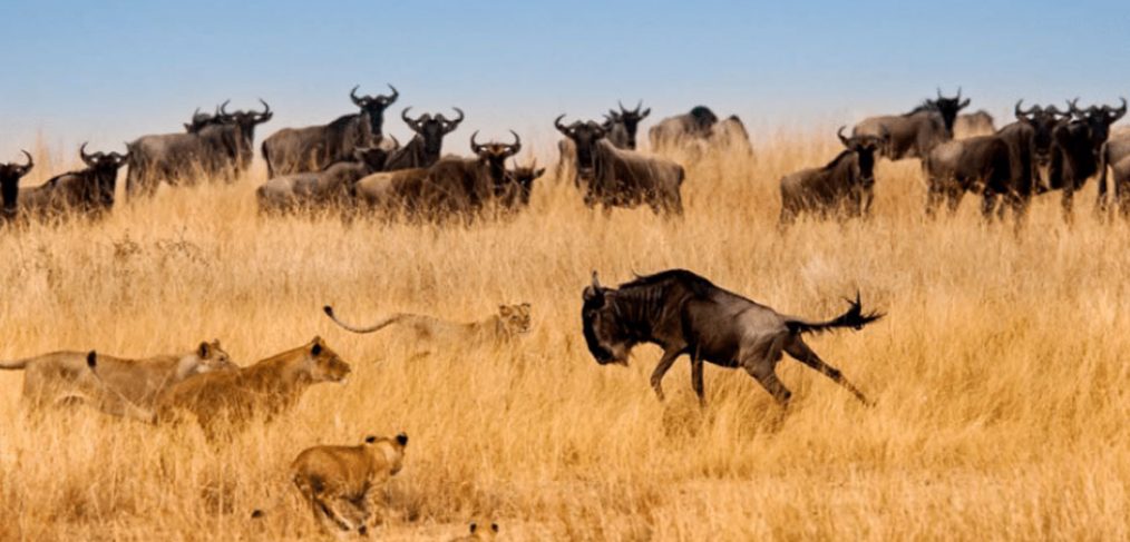 A pride of lions surround a wildebeest.
