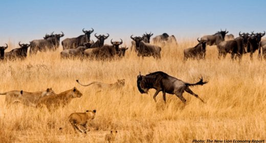A pride of lions surround a wildebeest.