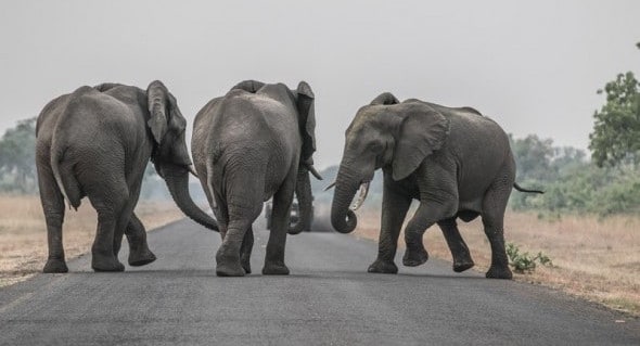 namibia wildlife