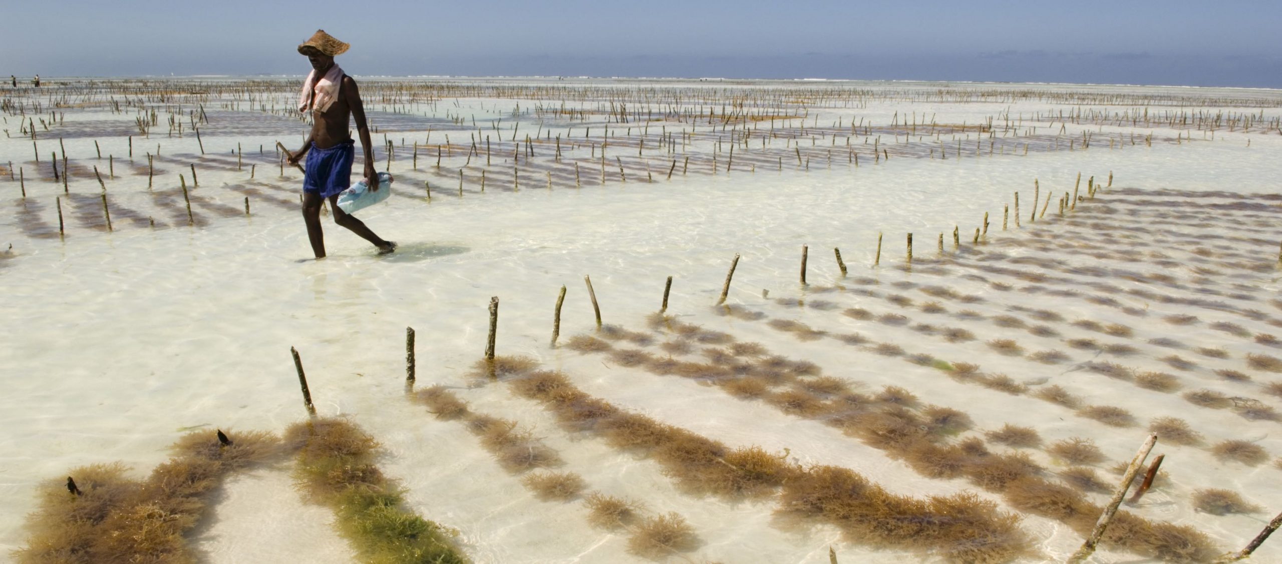 Seaweed farming