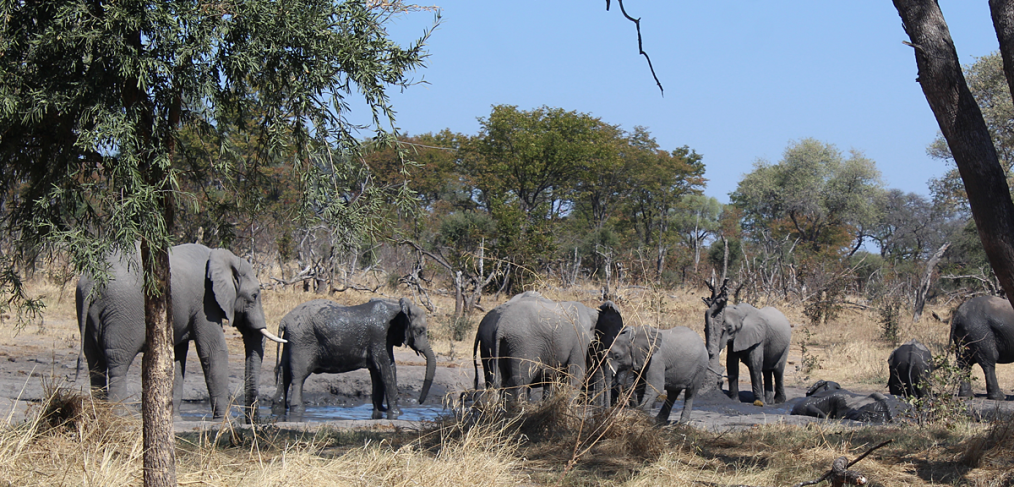 CITES COP 19