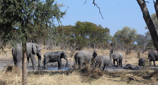 CITES COP 19