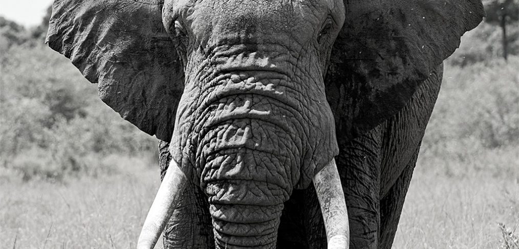 elephant translocation