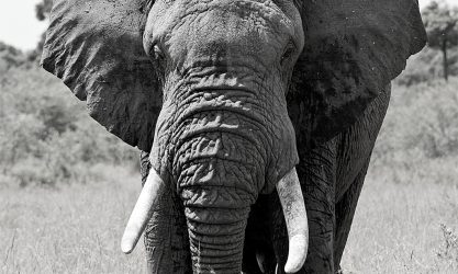elephant translocation