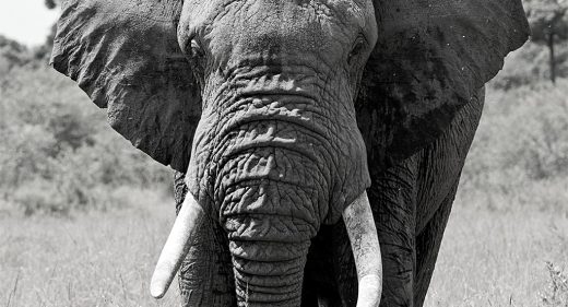elephant translocation