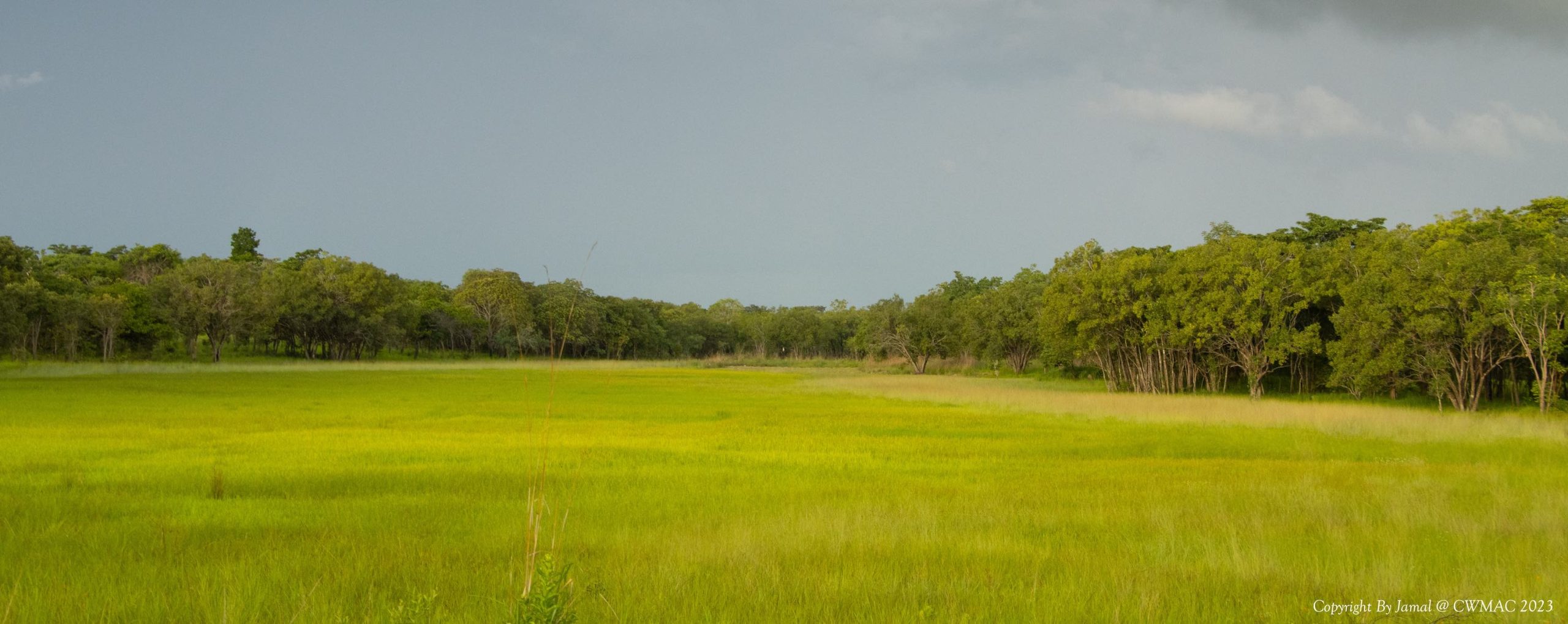 A very green field bounded by woodland.
