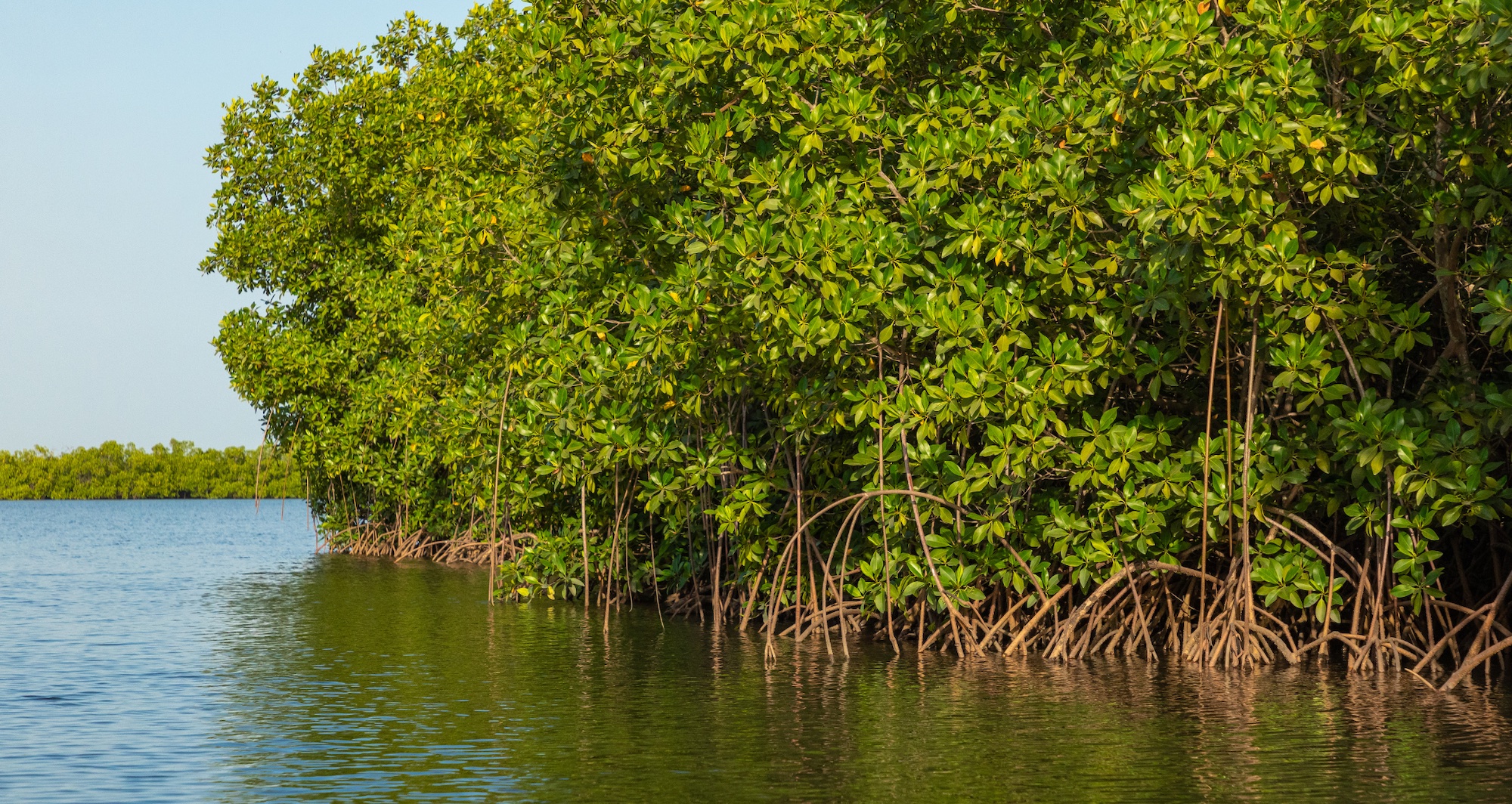 Thick stand of Mangroves.