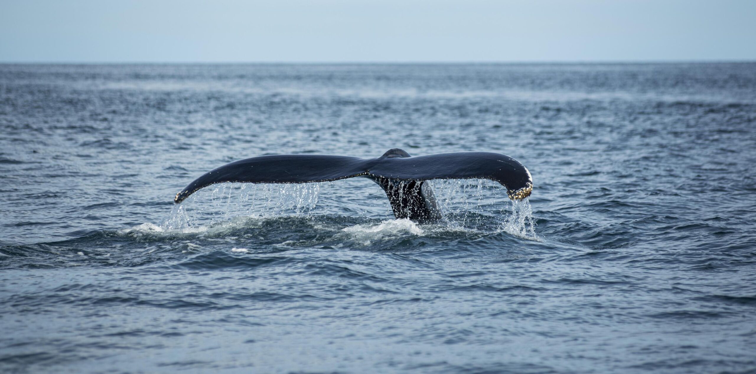 The tail of a whale breaks the ocean surface.