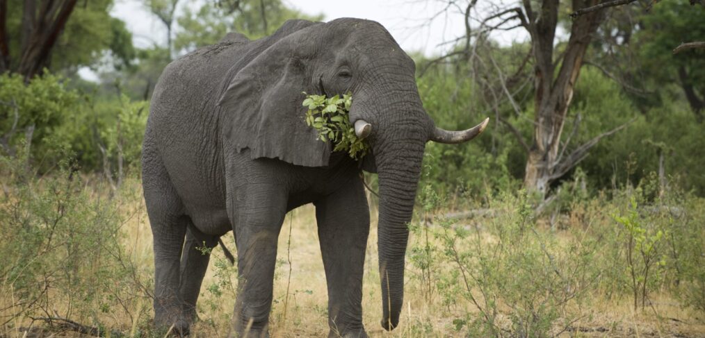 An elephant eating green bushes.