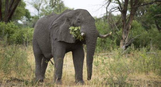 An elephant eating green bushes.