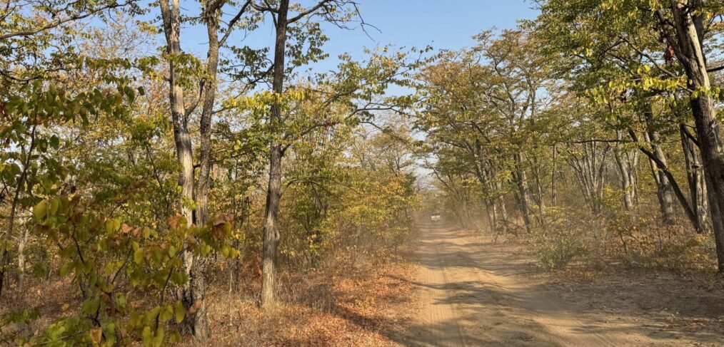 A dirt road through a woodland.