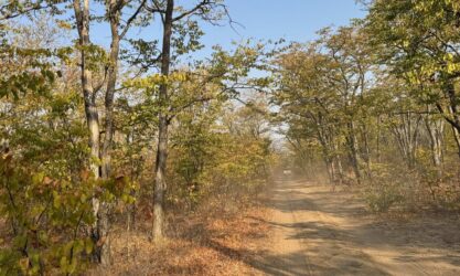 A dirt road through a woodland.
