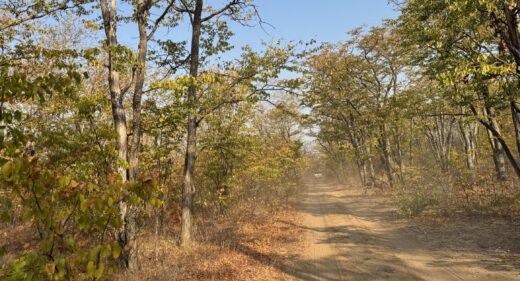 A dirt road through a woodland.