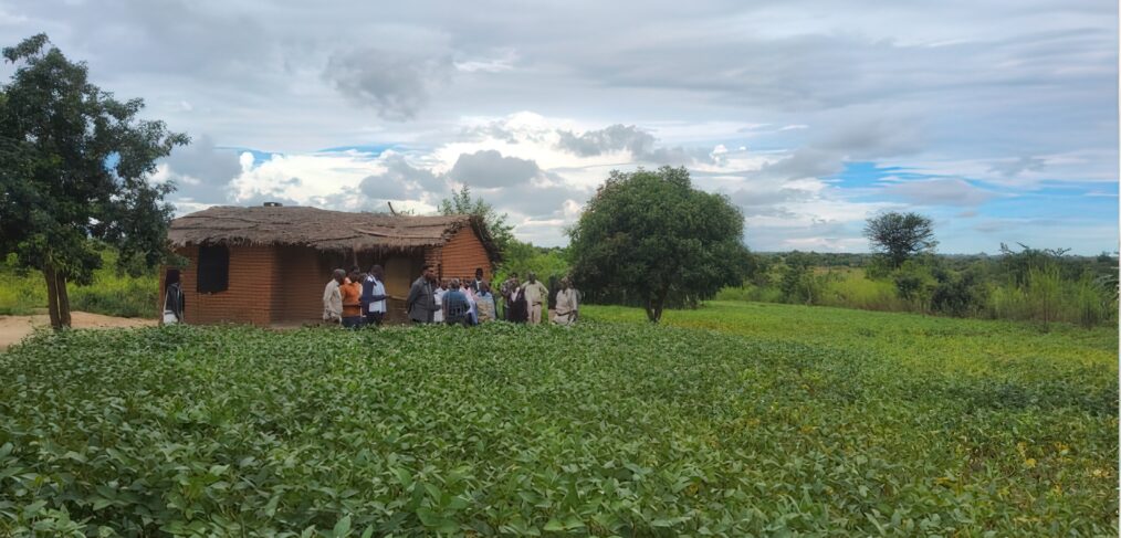 A group of people stand by a decaying hut in a field of soya plants.