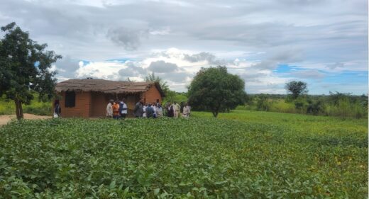 A group of people stand by a decaying hut in a field of soya plants.