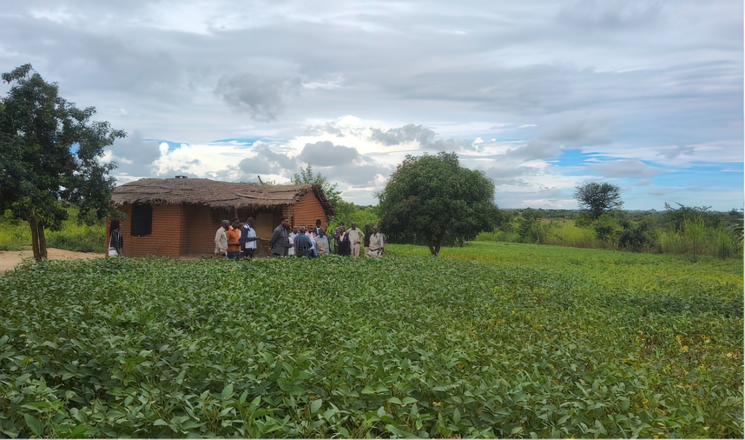 A widow’s triumph: how soya production changes lives around Kasungu