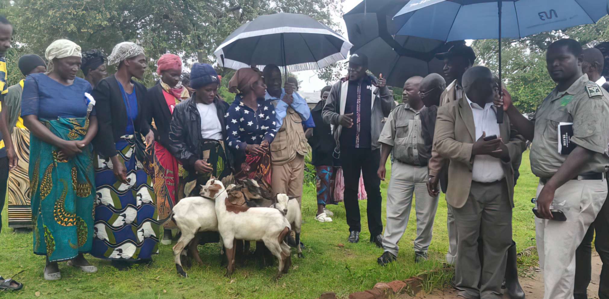 A group of men, women and goats, some under umbrellas.