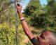 A man reaches up as he works on a chilli fence.
