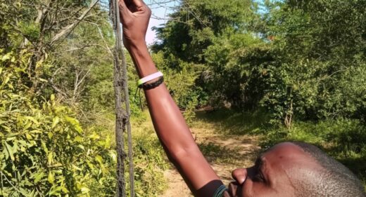 A man reaches up as he works on a chilli fence.