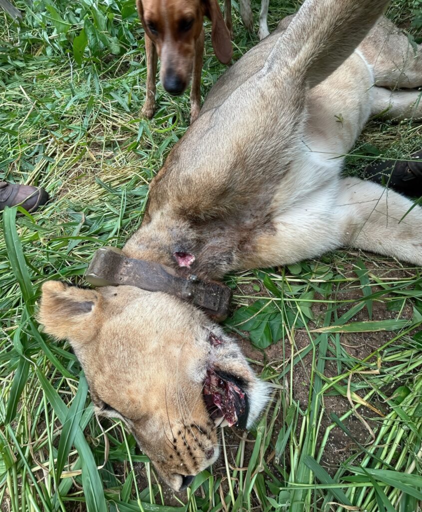 A dead lion with a dog looking at it.