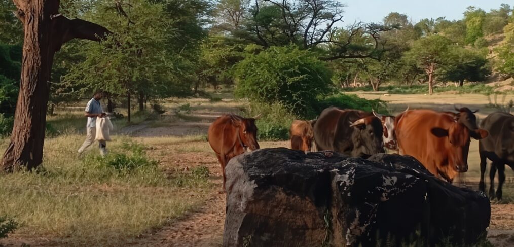 A herder stands near a group of cattle.