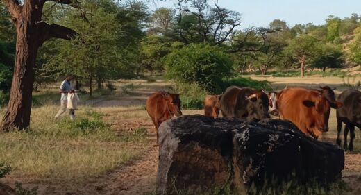 A herder stands near a group of cattle.